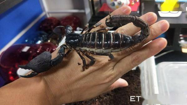 蝎妈背上全是宝宝 用嘴交配还跳舞_蝎子