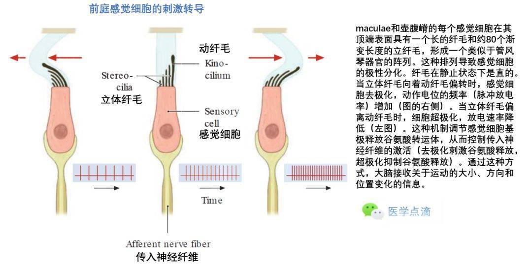 影像解剖丨外耳中耳内耳解剖