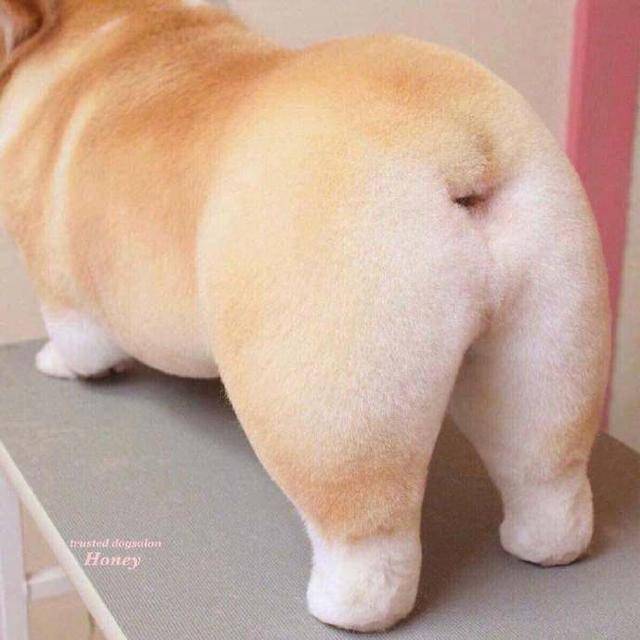 见过最完美的屁屁
