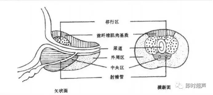 超声医学丨前列腺检查方法标准切面及测量值汇总