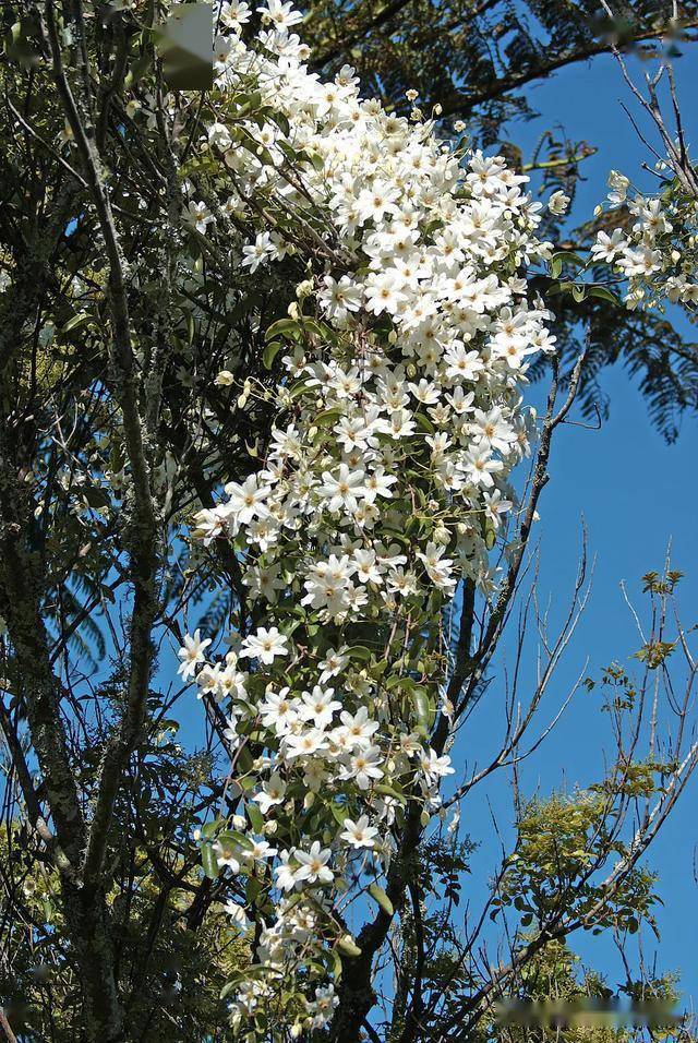 铁线莲雪崩养成记——生长迅速,耐热,花量大且少病虫害_枝条