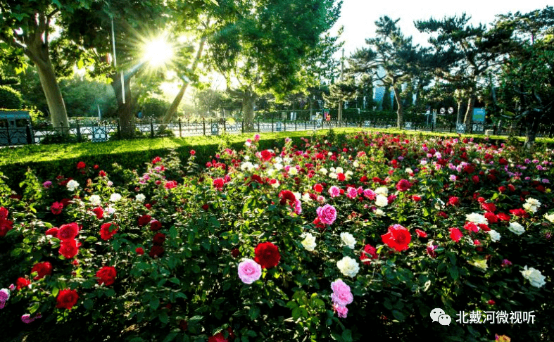 北戴河之韵赏花地图之月季园月季花开香满园