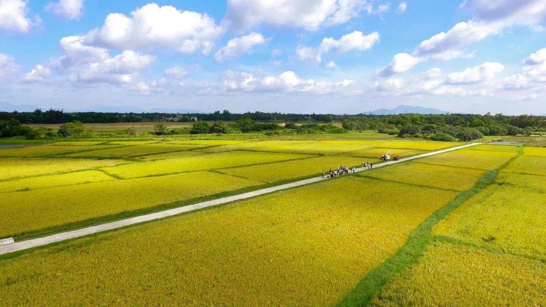 行业动态万宁试验130亩海水稻熟了现场收割亩产690斤