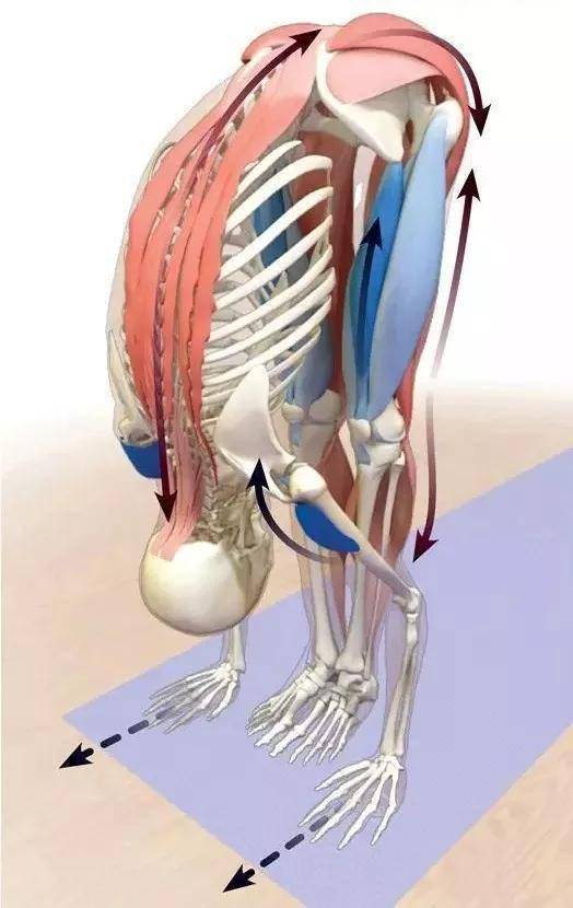 練瑜伽必備解剖知識別再只知道練體式了學會發力也很重要