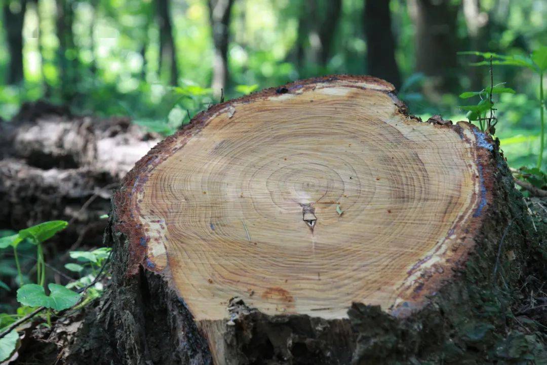 史前样本要改生日了?放射性碳测年迎来校正