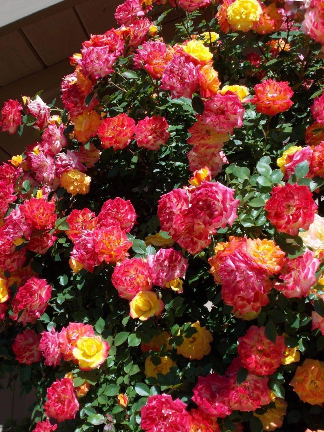 在家也能筑起的彩虹花墙,从春一直盛放到冬季,还是心型的喔~_月季