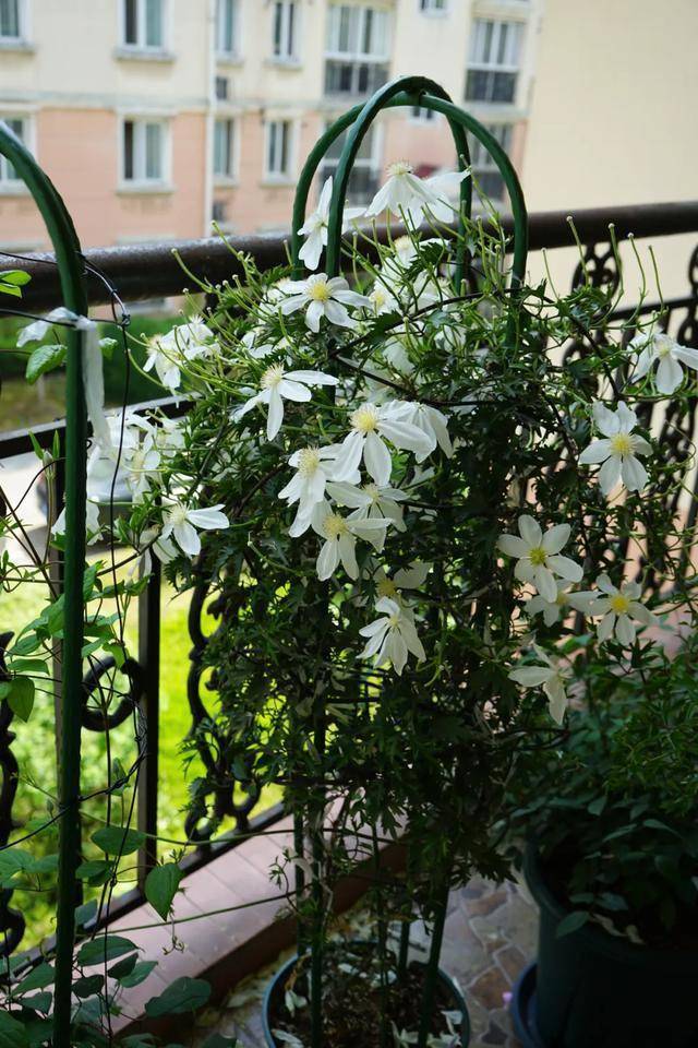 铁线莲雪崩养成记生长迅速耐热花量大且少病虫害