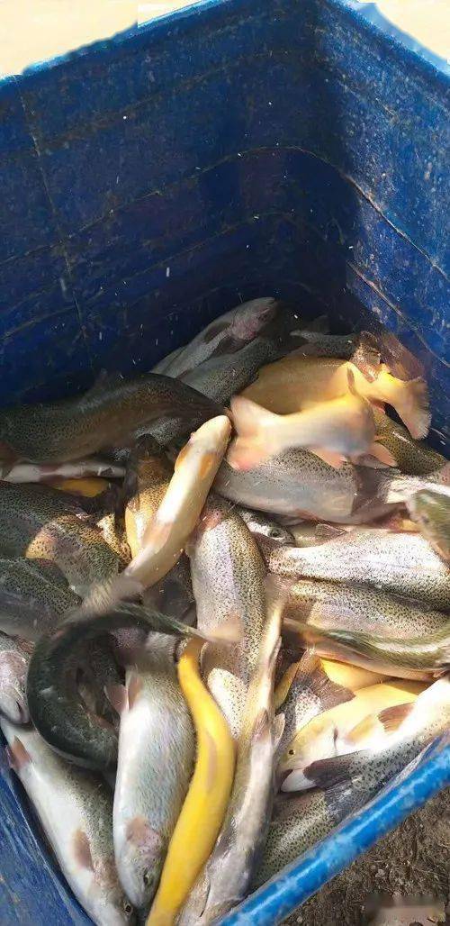 助农公益丨西南山区农民养殖虹鳟鱼遇上卖难问题期待爱心人士爱心相助