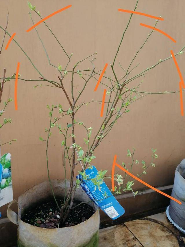 蓝莓长大了记得给它换个发型哦