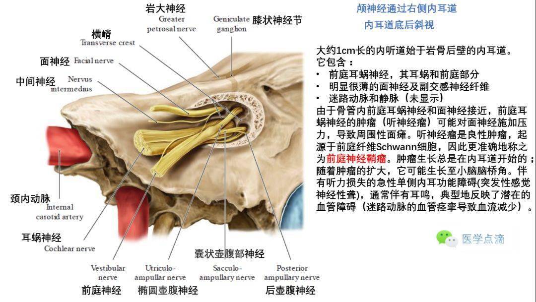 影像解剖丨外耳,中耳,內耳解剖