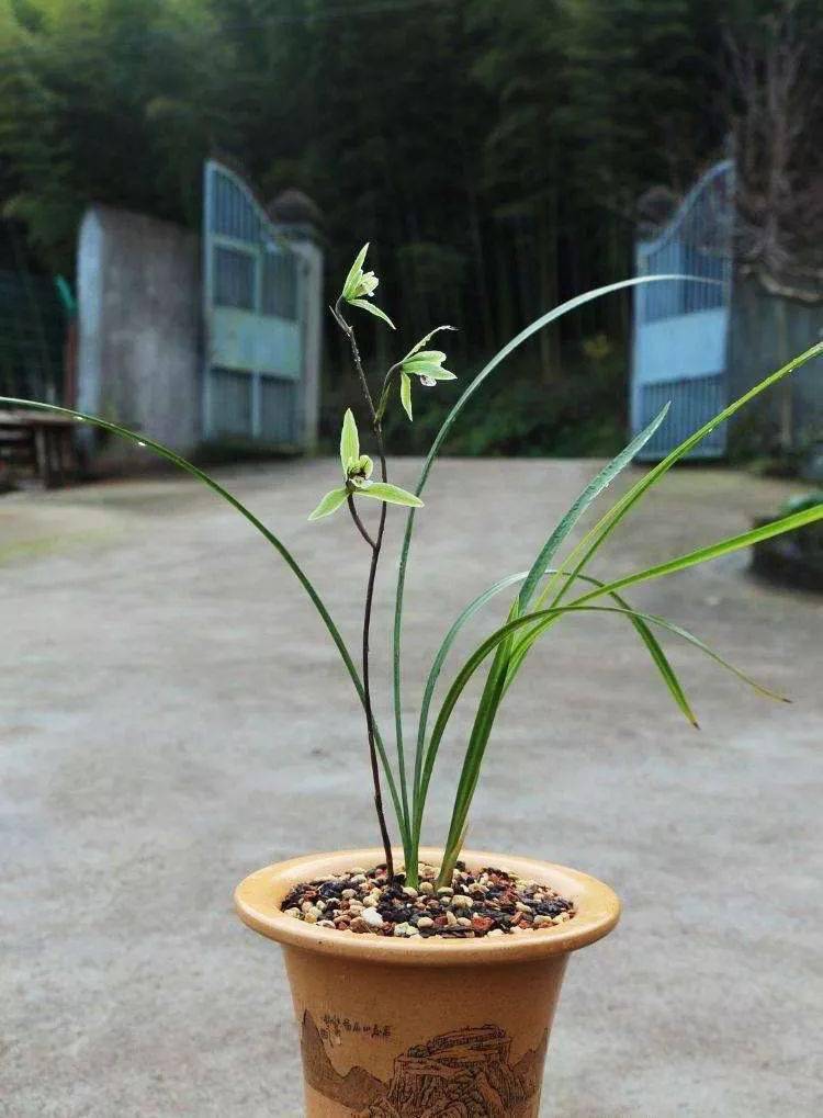 寒蘭柄物 「出芽紺未開花」 ２ 春蘭 野生蘭 山野草 東洋蘭 鉢植え