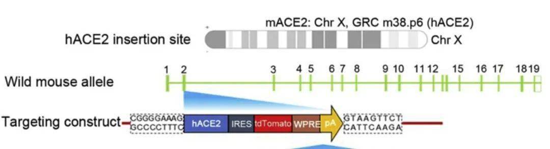 我国学者成功构建表达人类血管紧张素转换酶II (hACE2)的转基因小鼠模型