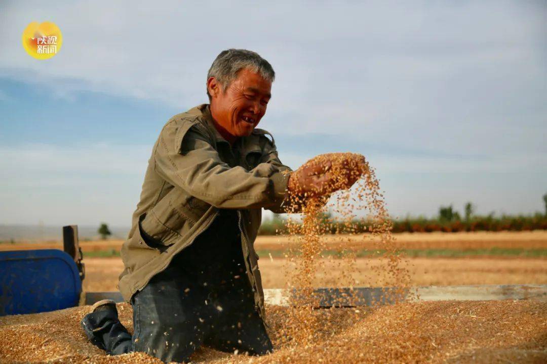 渭南农民老张乐坏了他家的冬小麦刷新陕西这项纪录