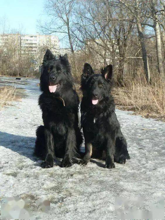 中国东北最凶猛的2种犬10只藏獒都斗不过