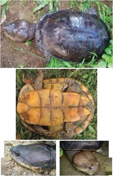 12种蟾头龟图片