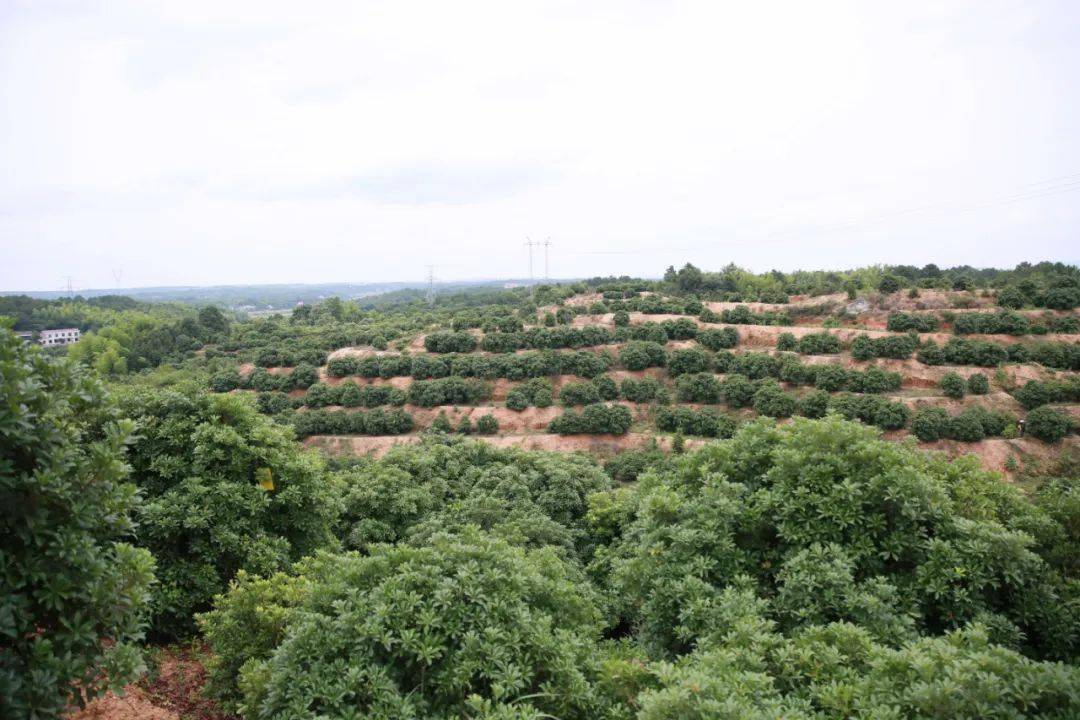 "杨梅王"占领山头!宁乡这个最大的基地,快来了解一下~_周海清