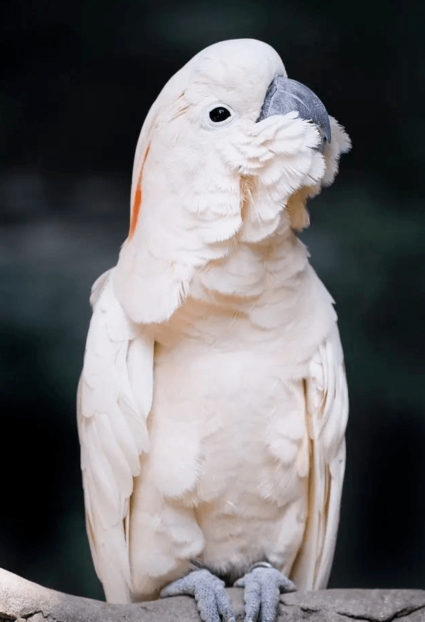 鲑色凤头鹦鹉在短短十几年里濒危了,难道是被天敌吃了?