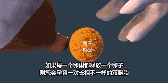 这个长廊的远端叫输卵管伞端,它犹如一个有多个触手的"章鱼",每隔一段