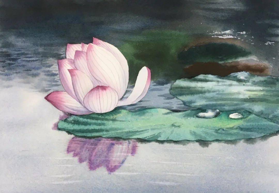 花间意睡莲里的夏天