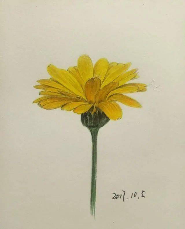 彩铅画入门教程 | 炎炎夏日下绽放的金盏花 来源:东青手绘 导读:2020