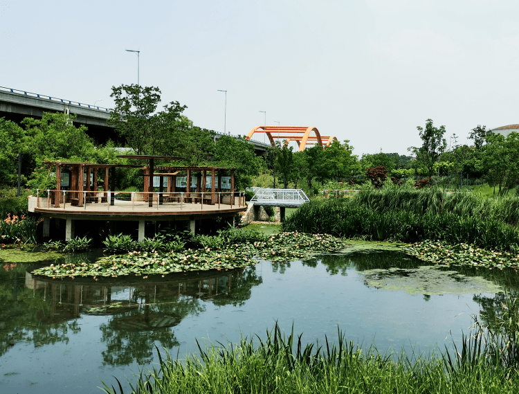 一个可以"吸水"的公园高"颜值 蓄排水功能寅春路海绵湿地公园,为"