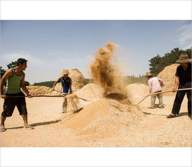 小时候农村收麦子的场景.(看了别哭)