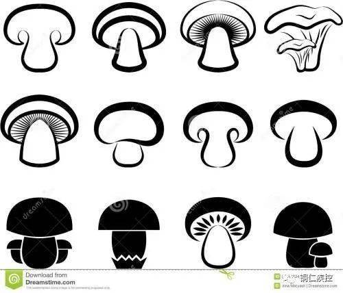 铜仁市野生菌中毒防控知识