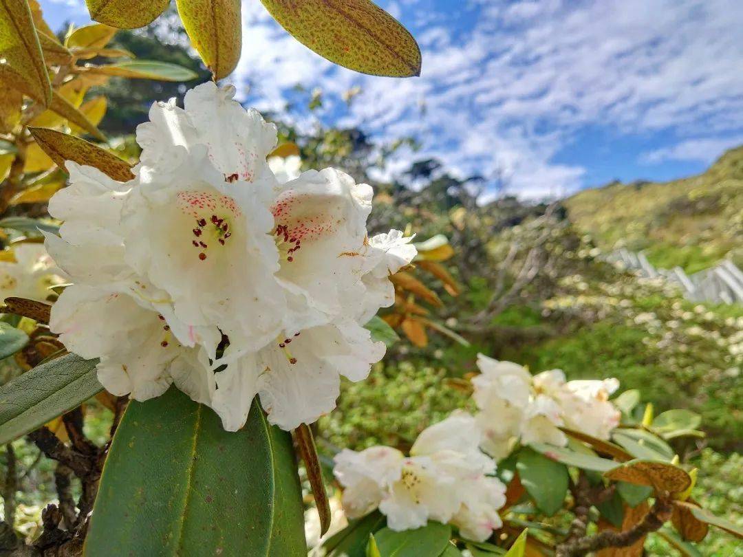 視頻美圖大理蒼山洗馬潭高山杜鵑已花開成海錯過賞花期就要再等一年