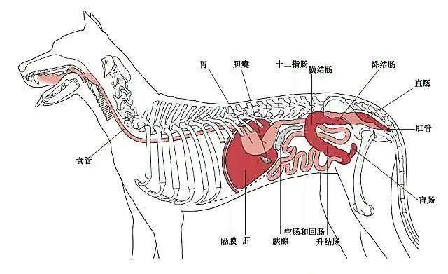 狗的腹部解剖图高清图图片