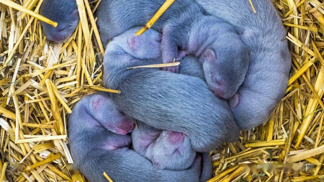 荷兰政府扑杀了数十万只水貂,其中包括大部分刚出生几周的幼崽