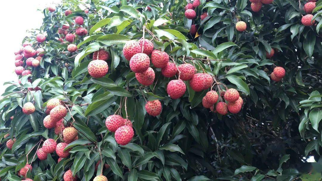 "位于粤西的茂名荔枝,同品种的上市期总是比阳江,深圳,惠州等产区早15