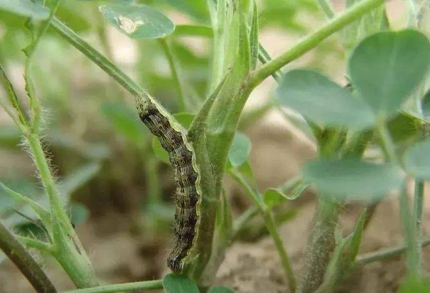 吡虫啉和啶虫脒同是杀虫剂有啥不一样