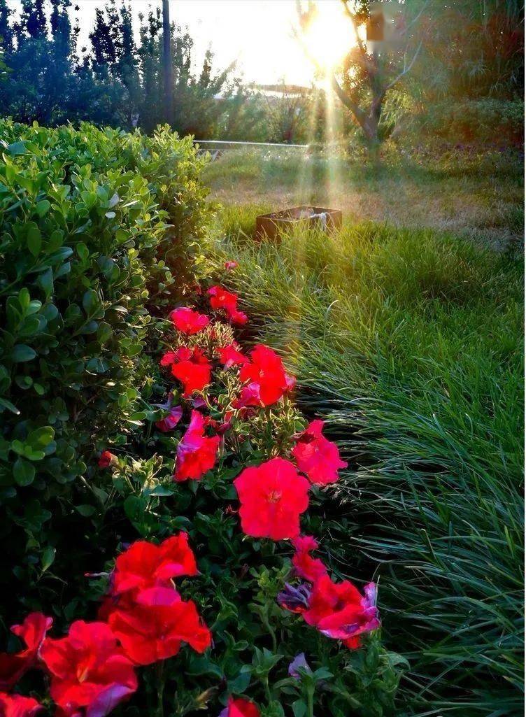 业主实拍又双叒叕来了,最美不过领秀城日出日落_朝阳