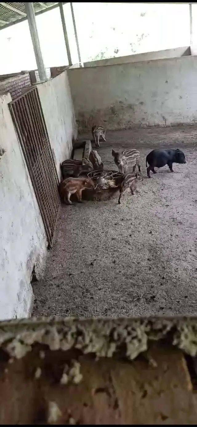 野鸡养殖基地西北