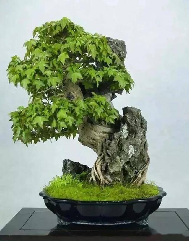 制作附石式盆景的关键技术要点