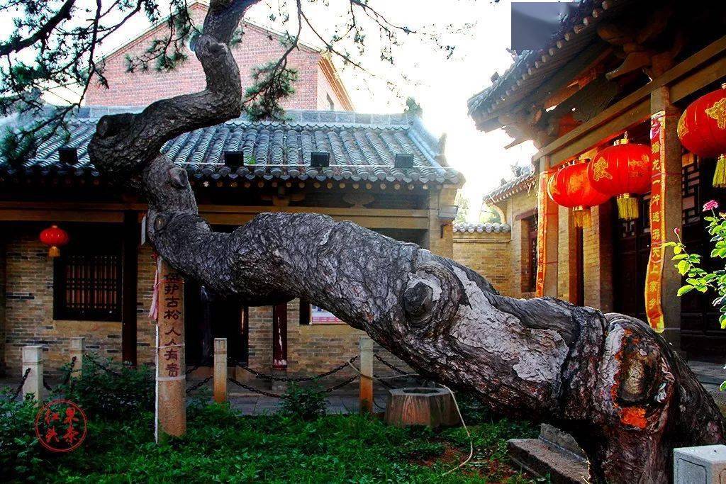 枯木逢春!泽州这棵"千年龙树"绝了