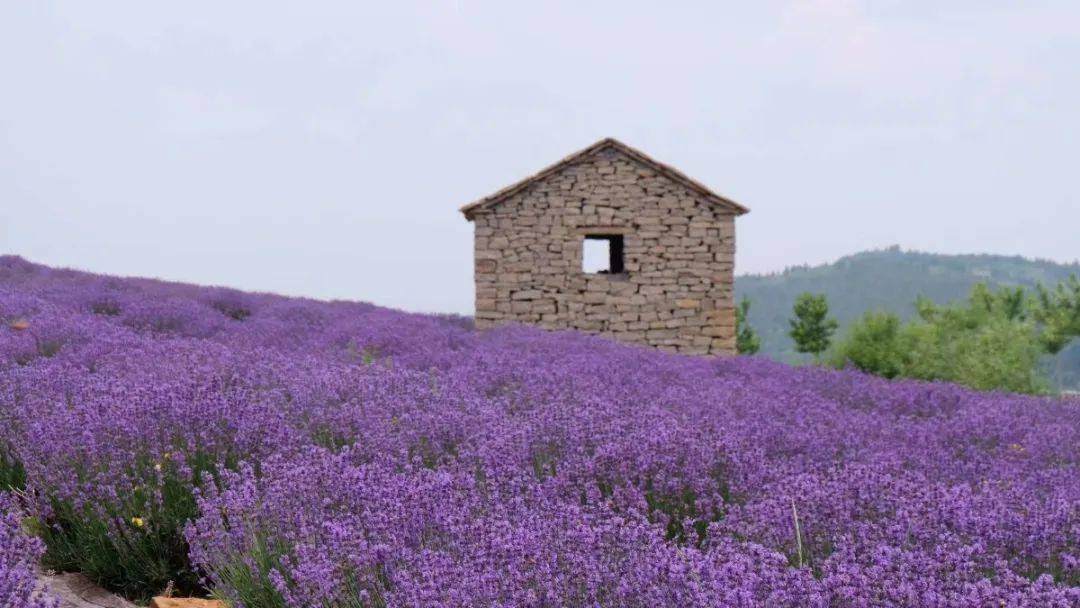 来了潍坊这里,再也不惦记普罗旺斯_薰衣草