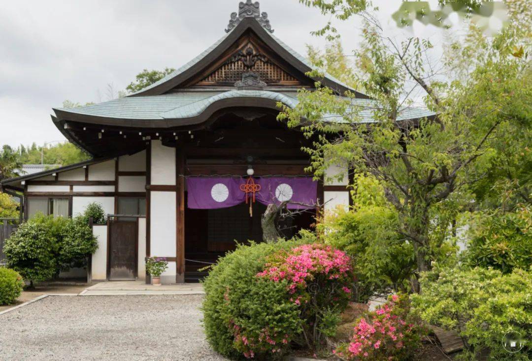 劝修寺花开无言客自来