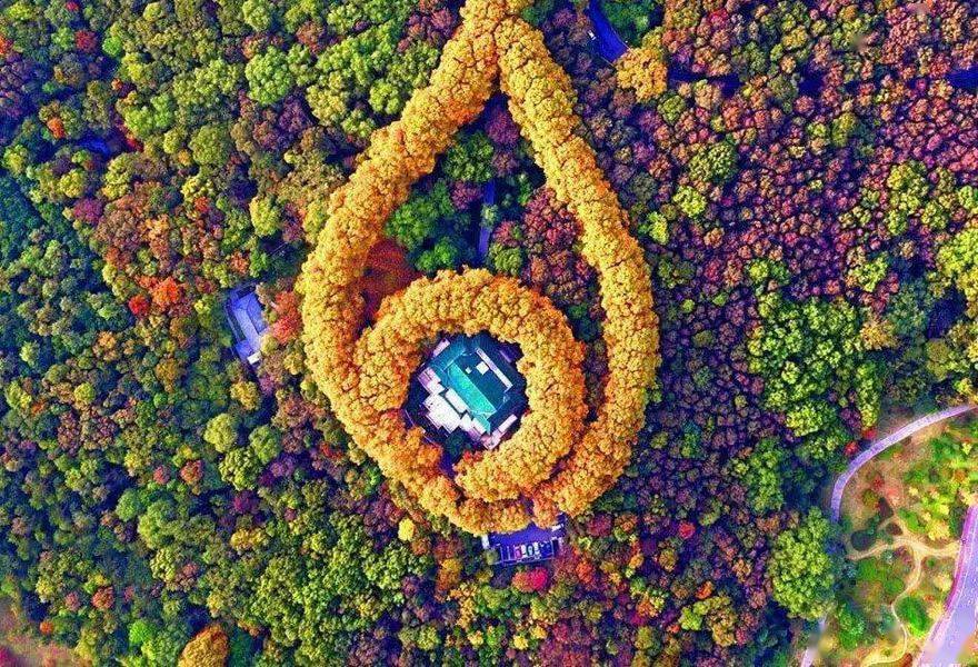 只因宋美龄喜欢法国梧桐,蒋介石就在南京种满了梧桐树.