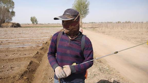 甘肃民勤泉哥种10几亩地蜜瓜邻里乡亲都来帮忙邻里关系真好