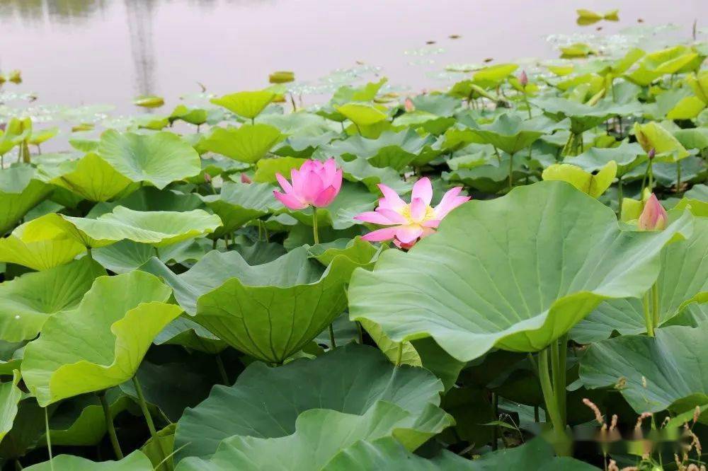 单县荷园公园惊艳了盛夏