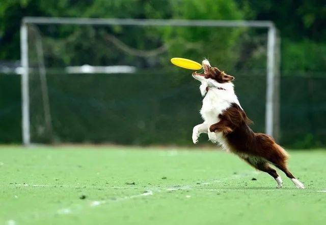 跟狗狗玩接飞盘游戏,个个都变成了表情包,哈士奇接飞盘气质出众