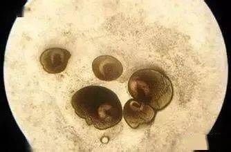 水霉病:病鱼体表长有似旧棉絮状的苗丝,最后病鱼瘦弱致死.