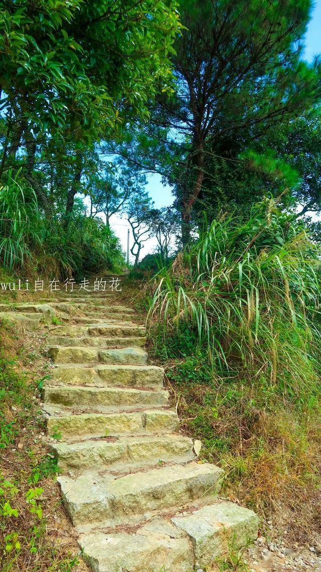 大v推荐 这条高颜值徒步路线,从鼓岭至鼓山,一路皆是风景