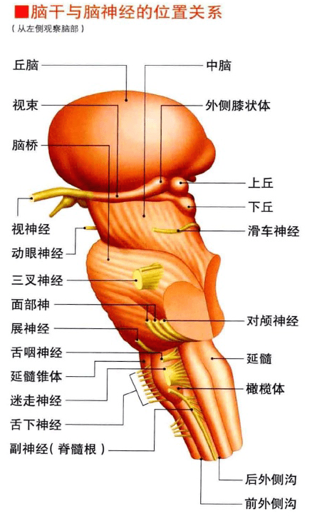 根據在脊髓位置高度不同,可以分為頸神經,胸神經,腰神經,骶神經,尾骨