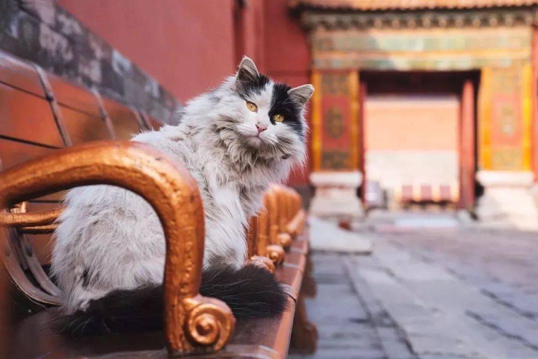 猫故宫里真正的主子