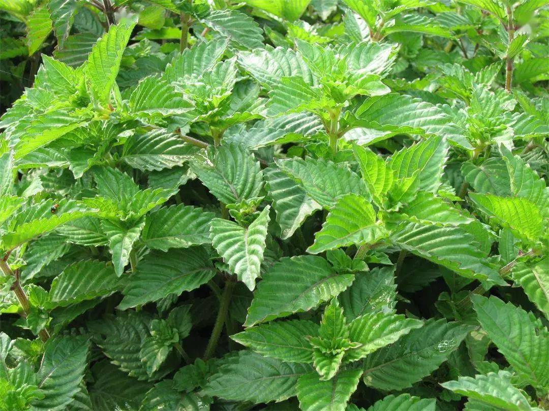 隆江人爱吃的草粿,你知道怎么制作吗?