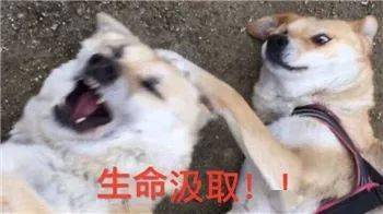 最全沙雕狗子表情包合辑年度最傻狗子都在这儿了