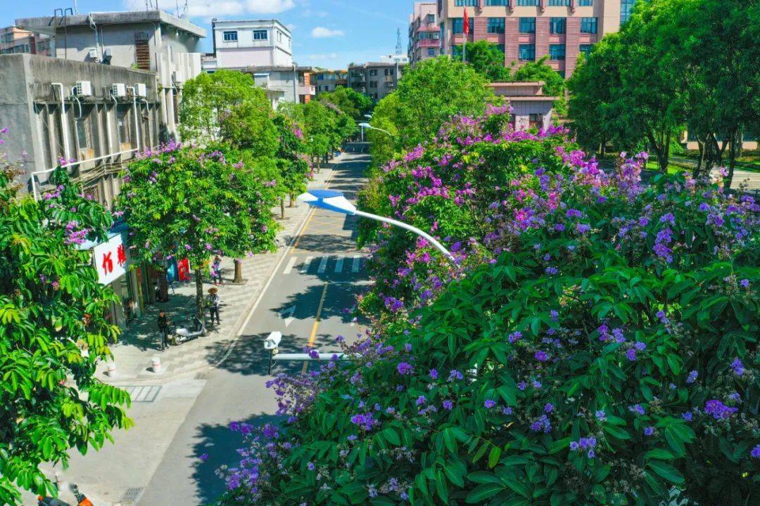 斗门紫薇花海怒放,美得让人惊叹!_张练周