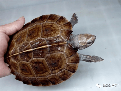 一分钟学会亚洲巨龟的饲养